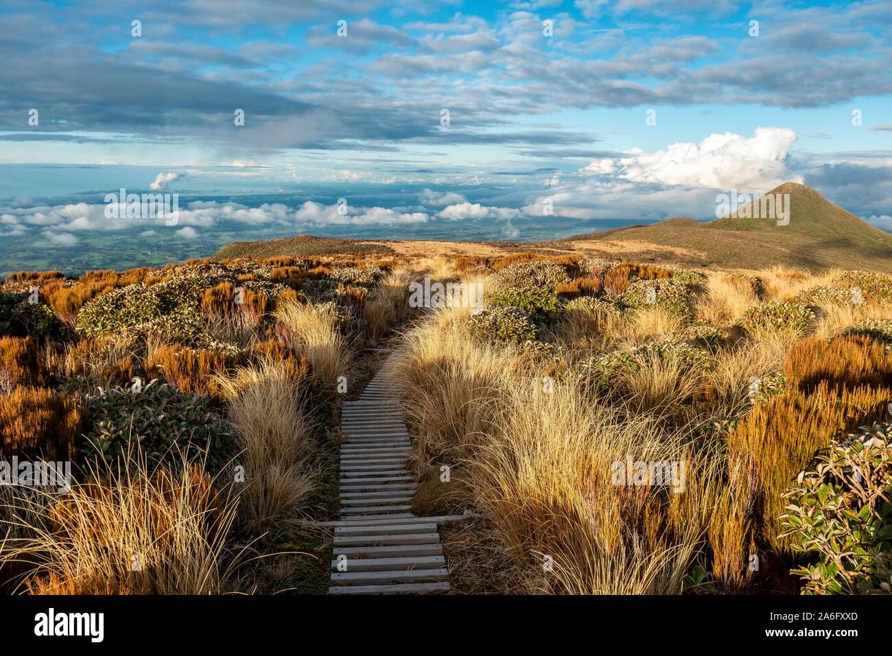 Wanderweg durch Wiesen, Blick auf das Meer, Maude Peak, Pouakai Schaltung, Egmont National Park, Taranaki, North Island, Neuseeland Stockfoto