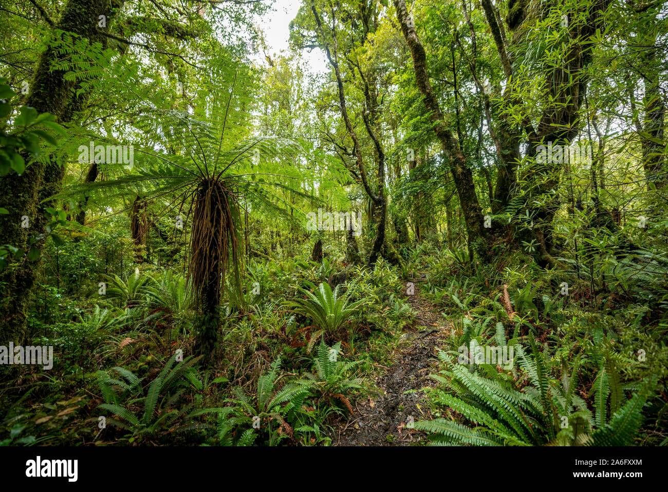 Wanderweg durch den Wald mit Baum Farn (Pouakai Cyatheales), Schaltung, Egmont National Park, Taranaki, North Island, Neuseeland Stockfoto