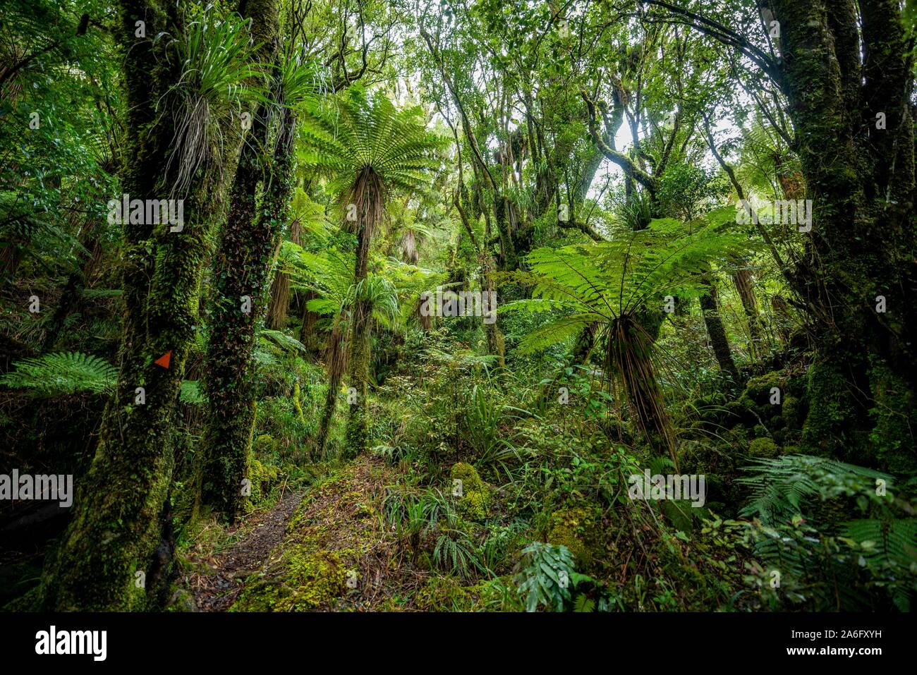 Wanderweg durch den Wald mit Baum Farn (Pouakai Cyatheales), Schaltung, Egmont National Park, Taranaki, North Island, Neuseeland Stockfoto