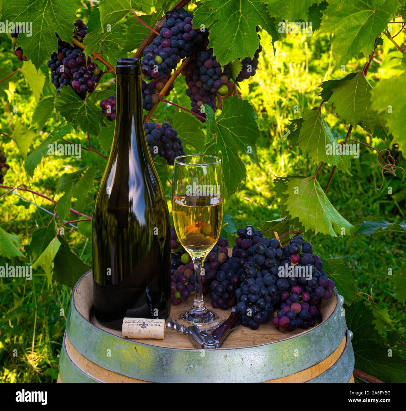 Flasche Wein und Glas im Weinberg mit Trauben im Hintergrund, Shefford, Quebec, Kanada Stockfoto