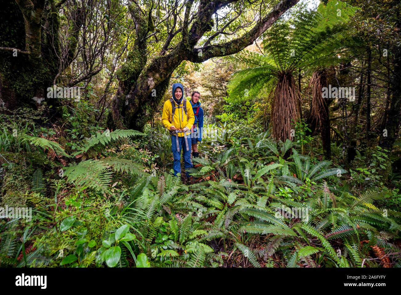 Wanderer auf Wanderweg durch Regenwald, mit Baum Farn, Pouakai Schaltung, Egmont National Park, Taranaki, North Island, Neuseeland Stockfoto