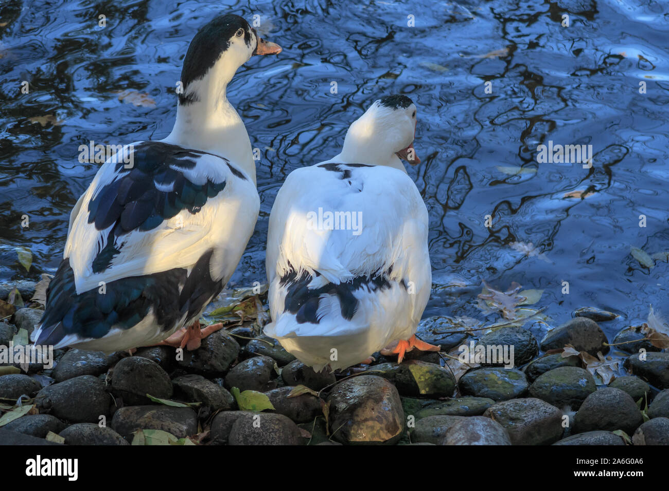 Paar Enten am Ufer Stockfoto