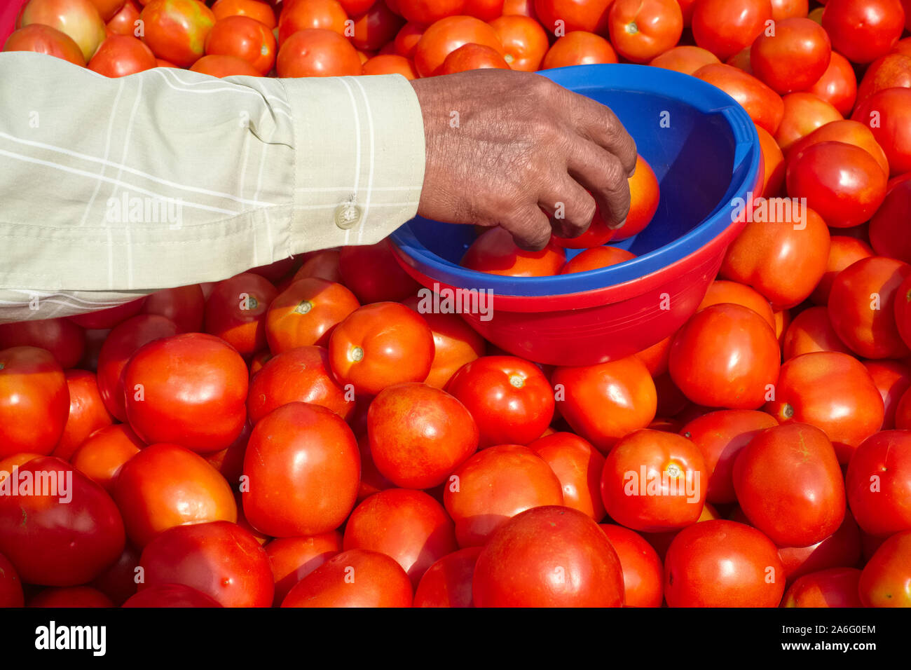 Ein Gemüse Anbieter in Mumbai, Indien, greift einige Tomaten aus seinem Wagen in einen Kunststoffkorb und für einen Kunden wiegen Stockfoto