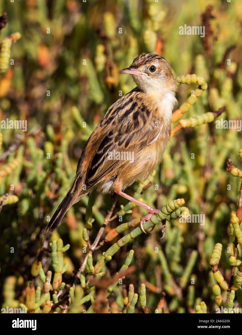 Zitting Cisticola thront auf der Oberseite der Vegetation Stockfoto