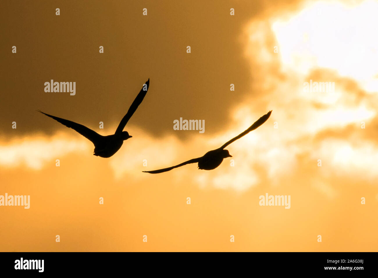 Burscough Lancashire, UK Wetter. 26. Oktober 2019. Schätzungsweise 48.000 Migranten Kanadischen rosa Fuß Gänse kommen in der Dämmerung bei der Martin bloße Wildfowl and Wetlands Naturschutzgebiet zu Roost. Mäusebabys oder rosa Gänse Signal die Ankunft von Winter auf der Sefton Coast wie die riesigen Herden von Wanderarbeitnehmern rosa Fuß Gänse aus nördlichen Gefilden ankommen, in England zu überwintern. Tausende von "mäusebabys" verbringen den Winter, Beweidung und die Nahrungssuche auf der West Lancashire Ackerland während des Tages und Rastplätze an der Mündung der Feuchtgebiete. Credit: cernan Elias/Alamy leben Nachrichten Stockfoto