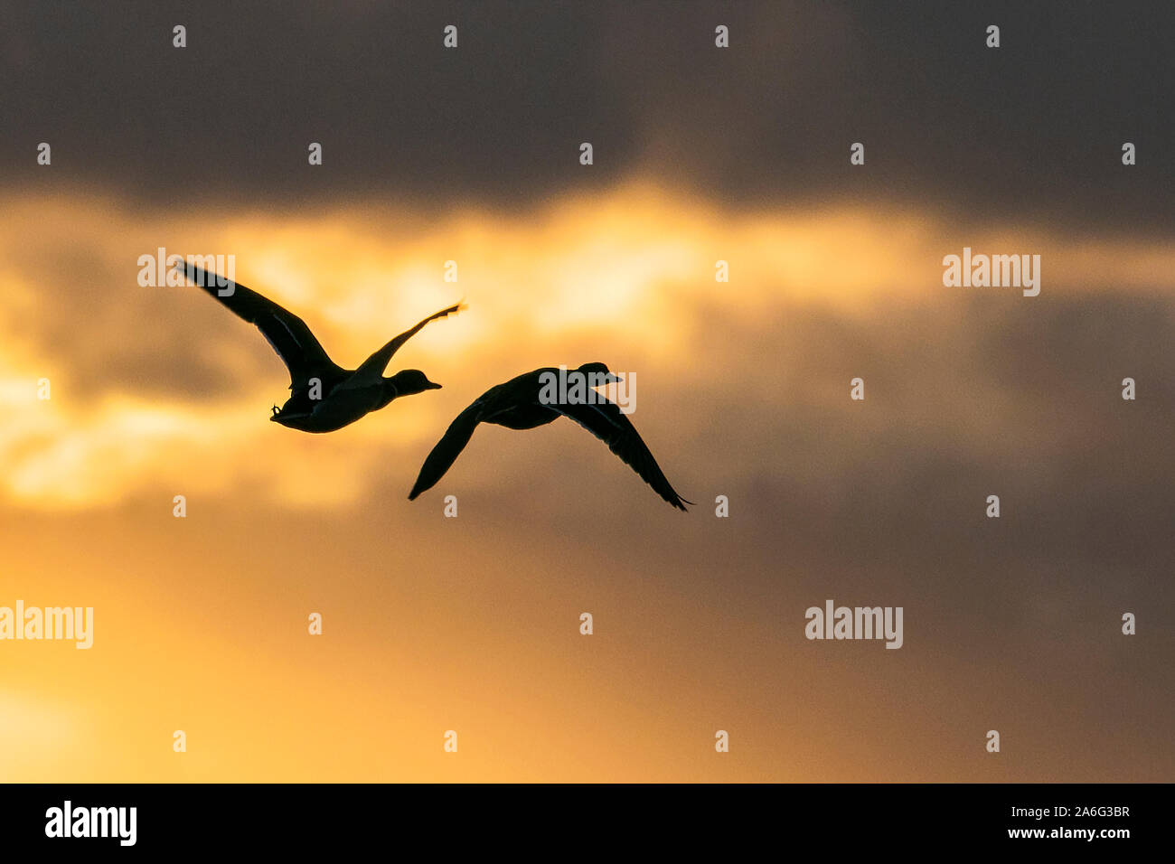 Burscough Lancashire, UK Wetter. 26. Oktober 2019. Schätzungsweise 48.000 Migranten Kanadischen rosa Fuß Gänse kommen in der Dämmerung bei der Martin bloße Wildfowl and Wetlands Naturschutzgebiet zu Roost. Mäusebabys oder rosa Gänse Signal die Ankunft von Winter auf der Sefton Coast wie die riesigen Herden von Wanderarbeitnehmern rosa Fuß Gänse aus nördlichen Gefilden ankommen, in England zu überwintern. Tausende von "mäusebabys" verbringen den Winter, Beweidung und die Nahrungssuche auf der West Lancashire Ackerland während des Tages und Rastplätze an der Mündung der Feuchtgebiete. Credit: cernan Elias/Alamy leben Nachrichten Stockfoto