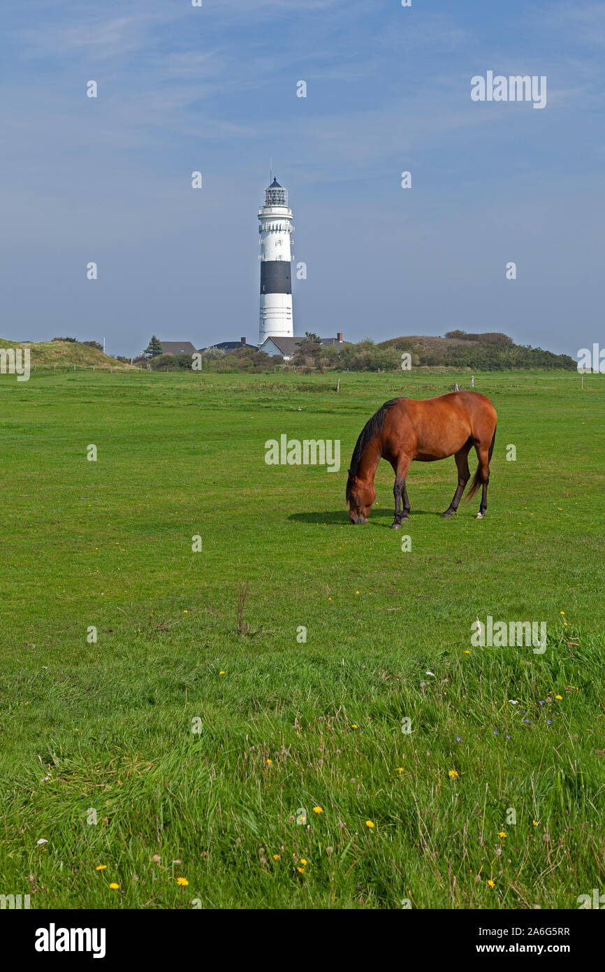 Ein Pferd ist die Beweidung vor dem Leuchtturm von Kampen auf Sylt, Schleswig-Holstein, Deutschland. Stockfoto