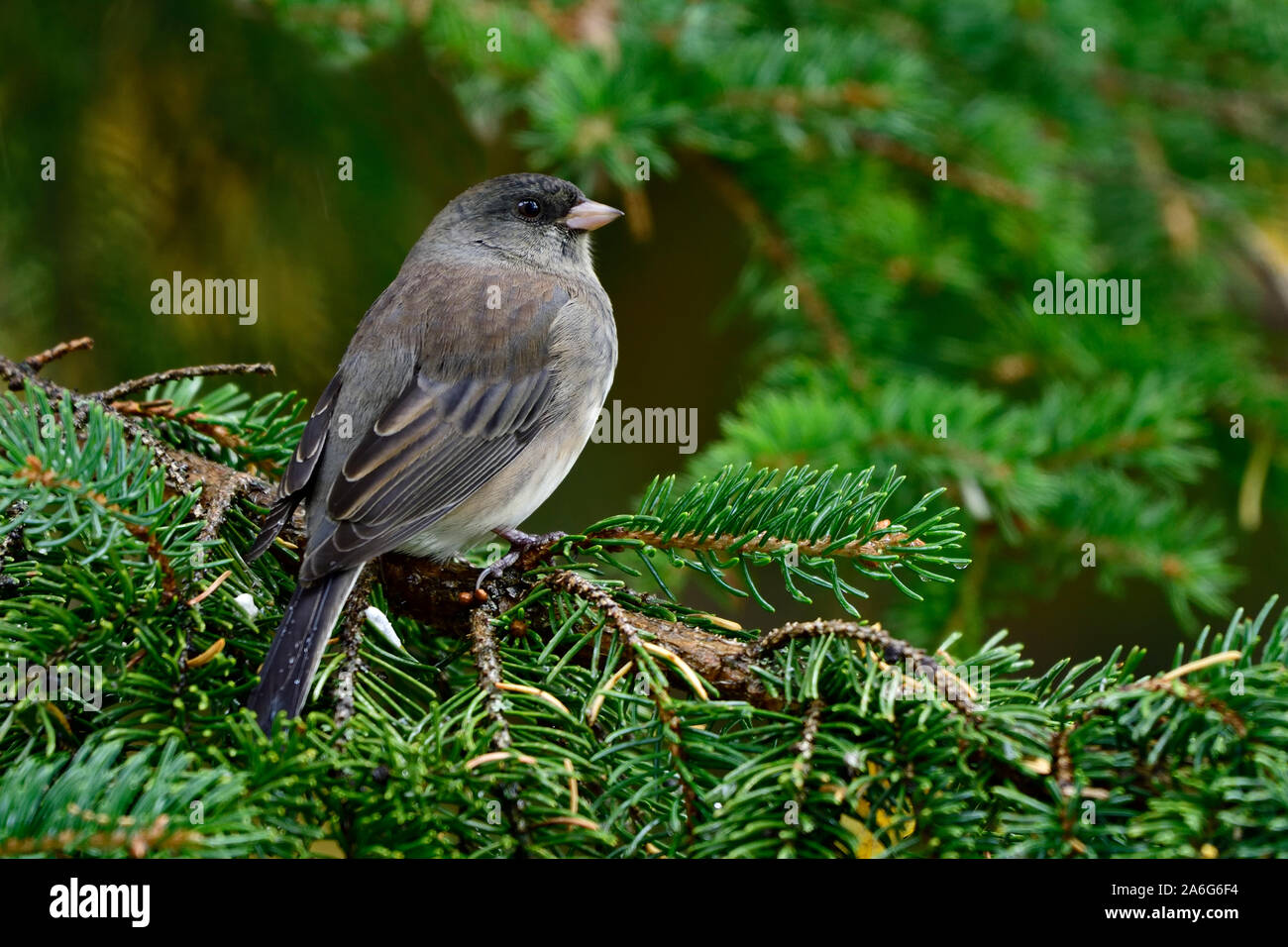 Ein dark-eyed Junco" Junco hyemalis', thront auf einem grünen Spruce Tree Branch in ländlichen Alberta, Kanada. Stockfoto