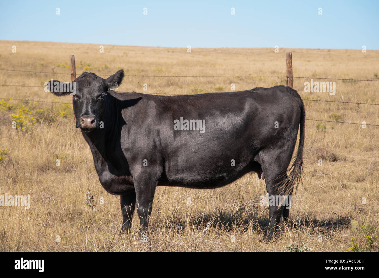 Black Angus Kuh stehend von der Seite betrachtet in die Kamera. Stockfoto