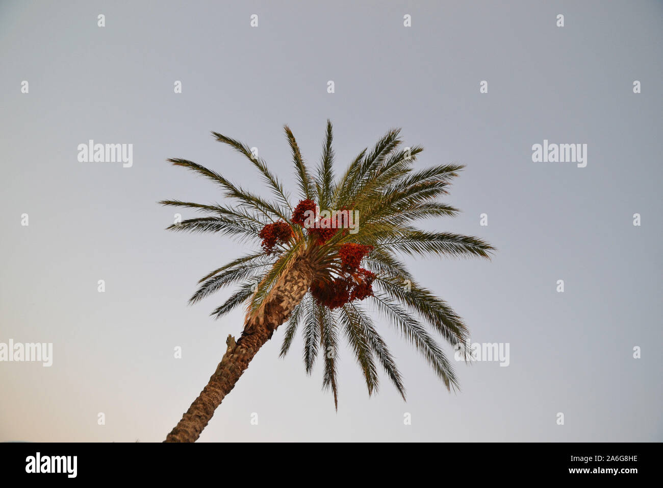 Unter einer Palme in Rhodos, Griechenland Stockfoto