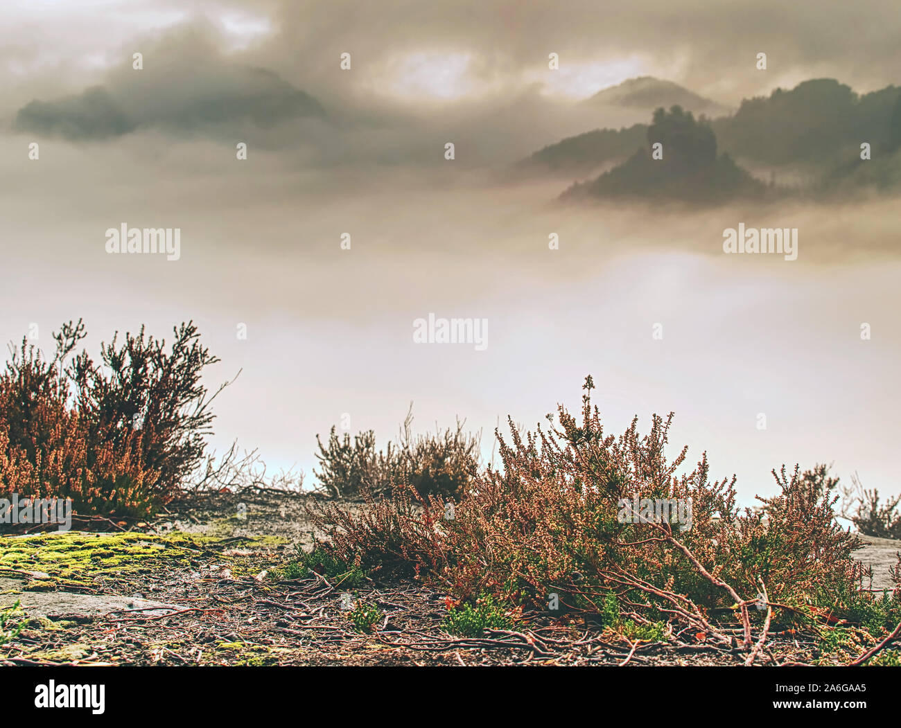 Blick über chemische blühende Heidekraut Bush in dichtem Nebel. Felsige Tal mit tiefen Wald. Sonne in den Wolken versteckt. Stockfoto