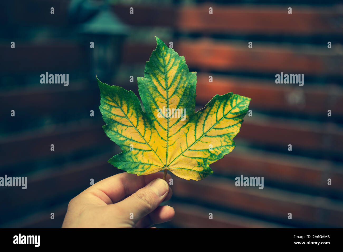 Gelbe und grüne Welk big Maple Leaf in der Hand auf einem unscharfen Hintergrund close-up Stockfoto