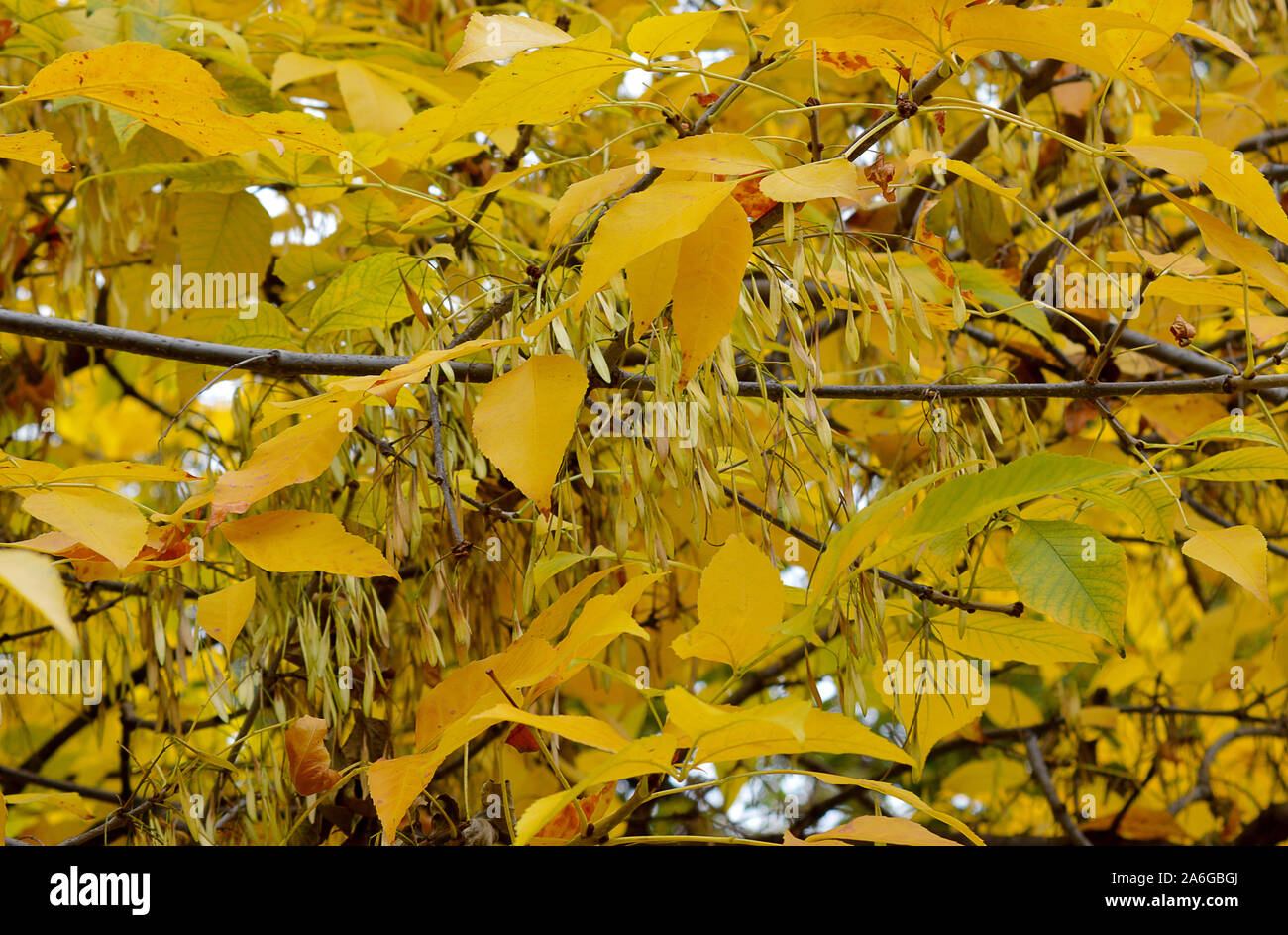 Eine kleine-leaved Linde (Tilia cordata) mit hüllblätter, Anzeigen Herbst Farbe in Bukarest, Rumänien Stockfoto