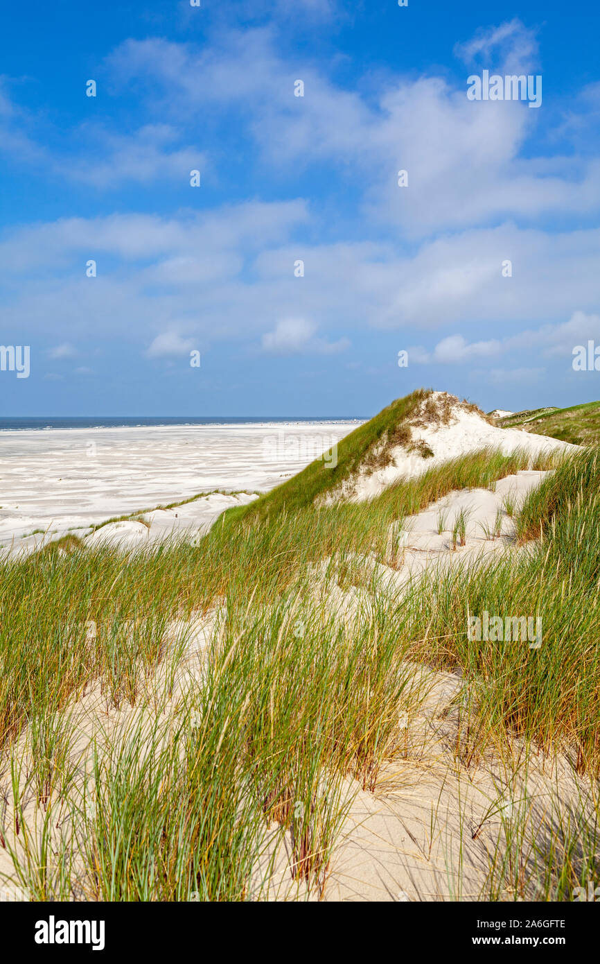 Der Strand Kniepsand und Dünen auf Amrum Insel in Nordfriesland, Schleswig-Holstein, Deutschland. Stockfoto