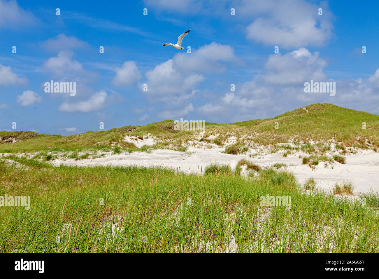 Einer Möwe fliegt über den Sand Dünen auf Amrum Insel in Nordfriesland, Schleswig-Holstein, Deutschland. Stockfoto