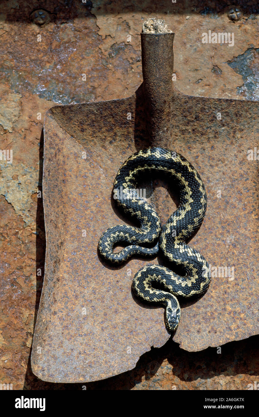 ADDER oder Northern Viper (Vipera berus berus). Kaltblütig, ektotherm, Schlange Suche Wärme Sonne aalen auf der Oberfläche von rostenden Metallschaufel. GROSSBRITANNIEN. Stockfoto