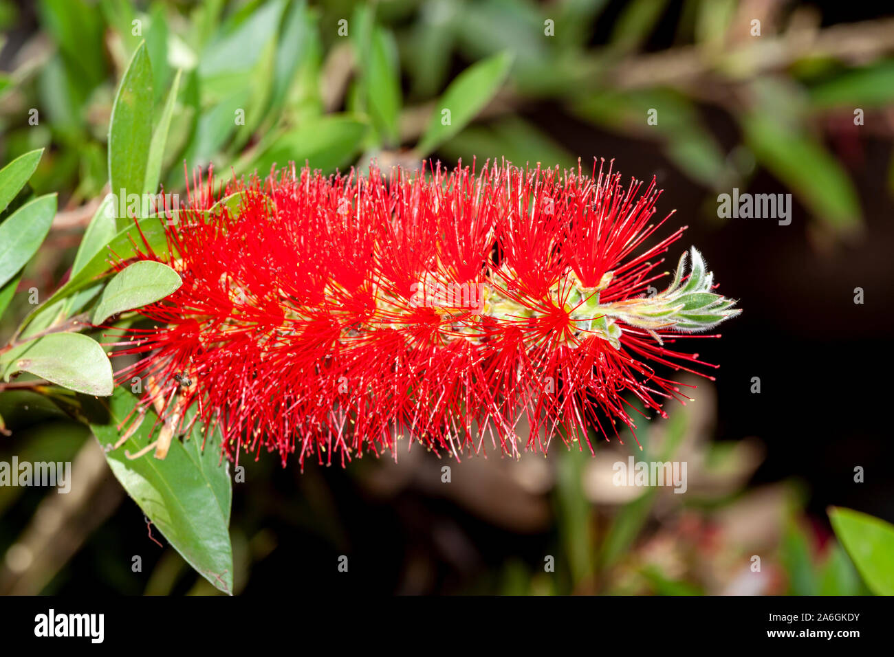 Grevillea banksii, die von verschiedenen gemeinsamen Namen einschließlich Rot silky Oak bekannt, Zwerg silky Oak, Banken, grevillea Byfield Waratah und, in Hawaii, Kahili fl Stockfoto