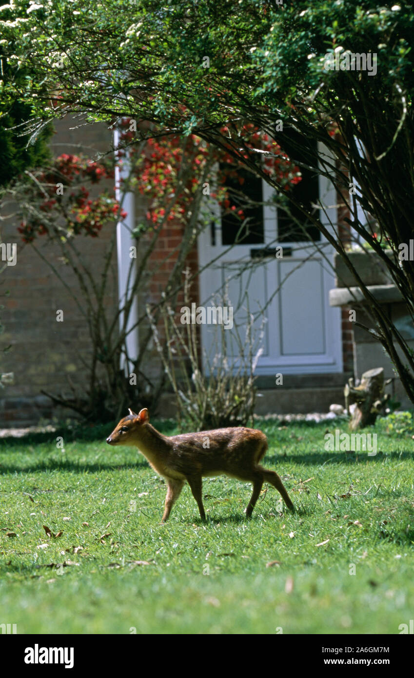 MUNTJAC fawn (Muntiacus reevesi), Single, unbegleitet, allein, über einen Rasen spazierend, durch einen Norfolk-Garten wandernd. Sommer. Stockfoto