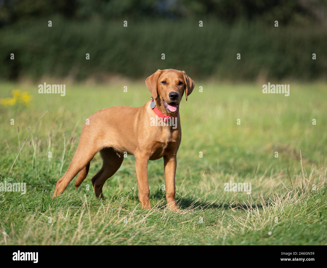 Eine junge Fox red Labrador steht vorsichtig in einem Feld Stockfoto