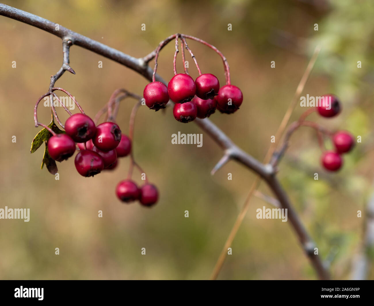 Nahaufnahme von Weißdorn-Beeren auf einzelnen Zweig im Herbst. Stockfoto