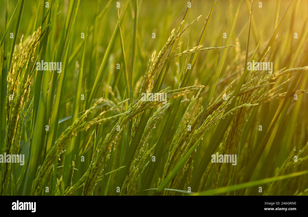 Die Reisfelder von organischen Farm Stockfoto