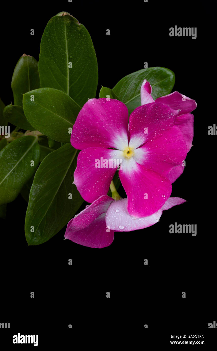 Eine kurzlebige oder lange krautartige Pflanze oder sub-Strauch bis zu 1 m hohen lebte. Stängel und Blätter enthalten eine milchige sap und seine jungen Wachstum ist oft Stockfoto