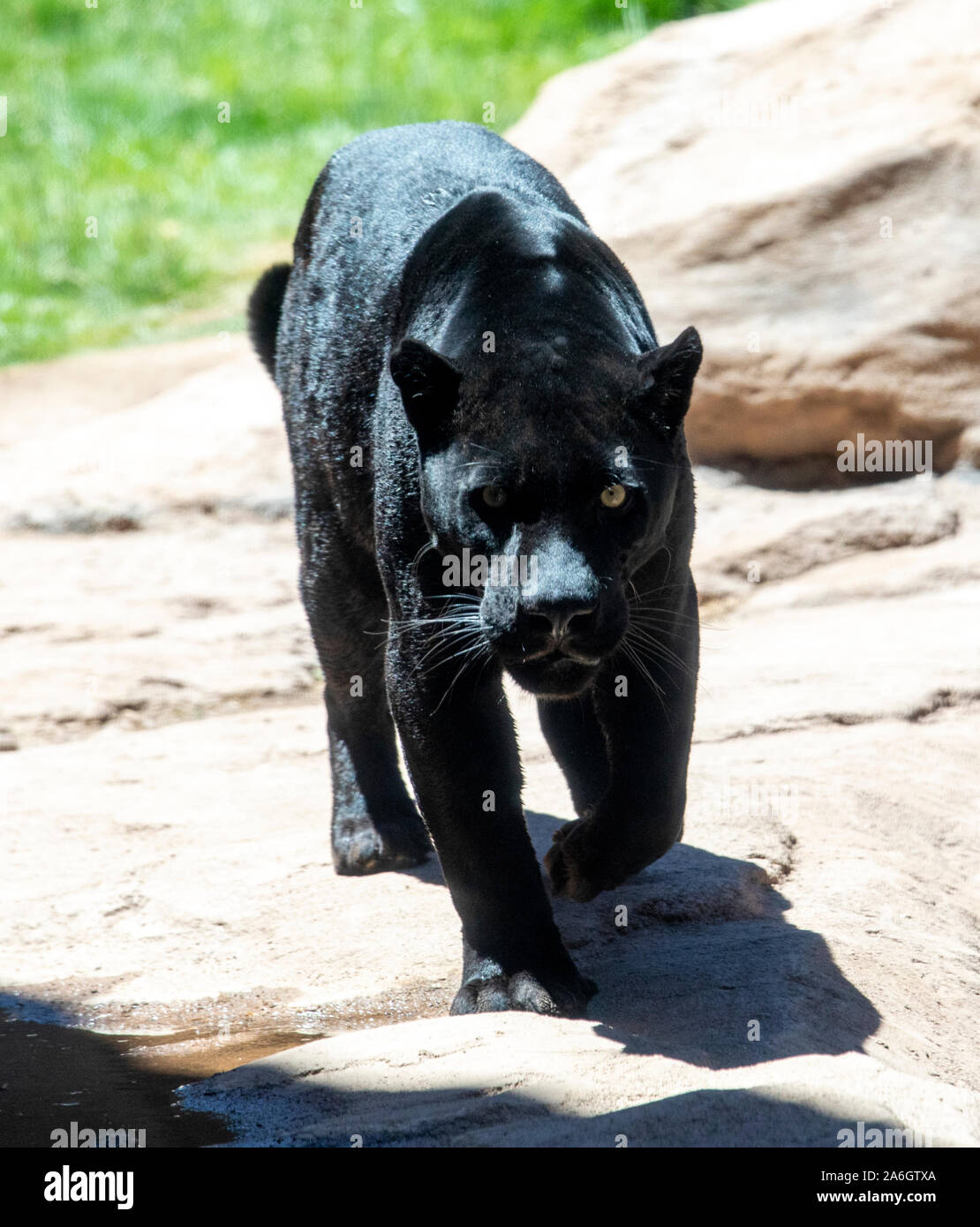 Ein Black Panther ist die melanistic Farbe Variante einer großen Katze Arten. Black Panthers in Asien und Afrika sind Leoparden (Panthera pardus), und die in Stockfoto