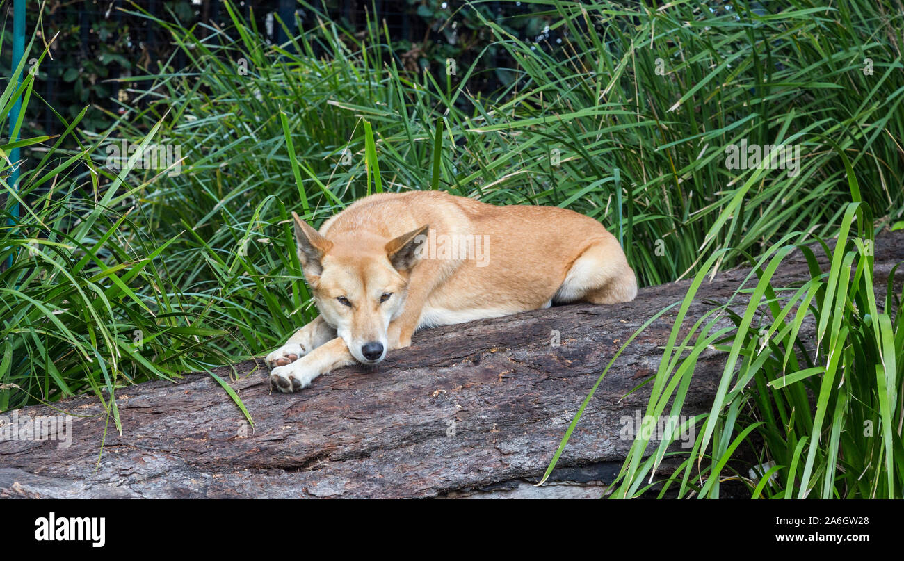Weltweit älteste Rasse die australiian Dingo Stockfoto