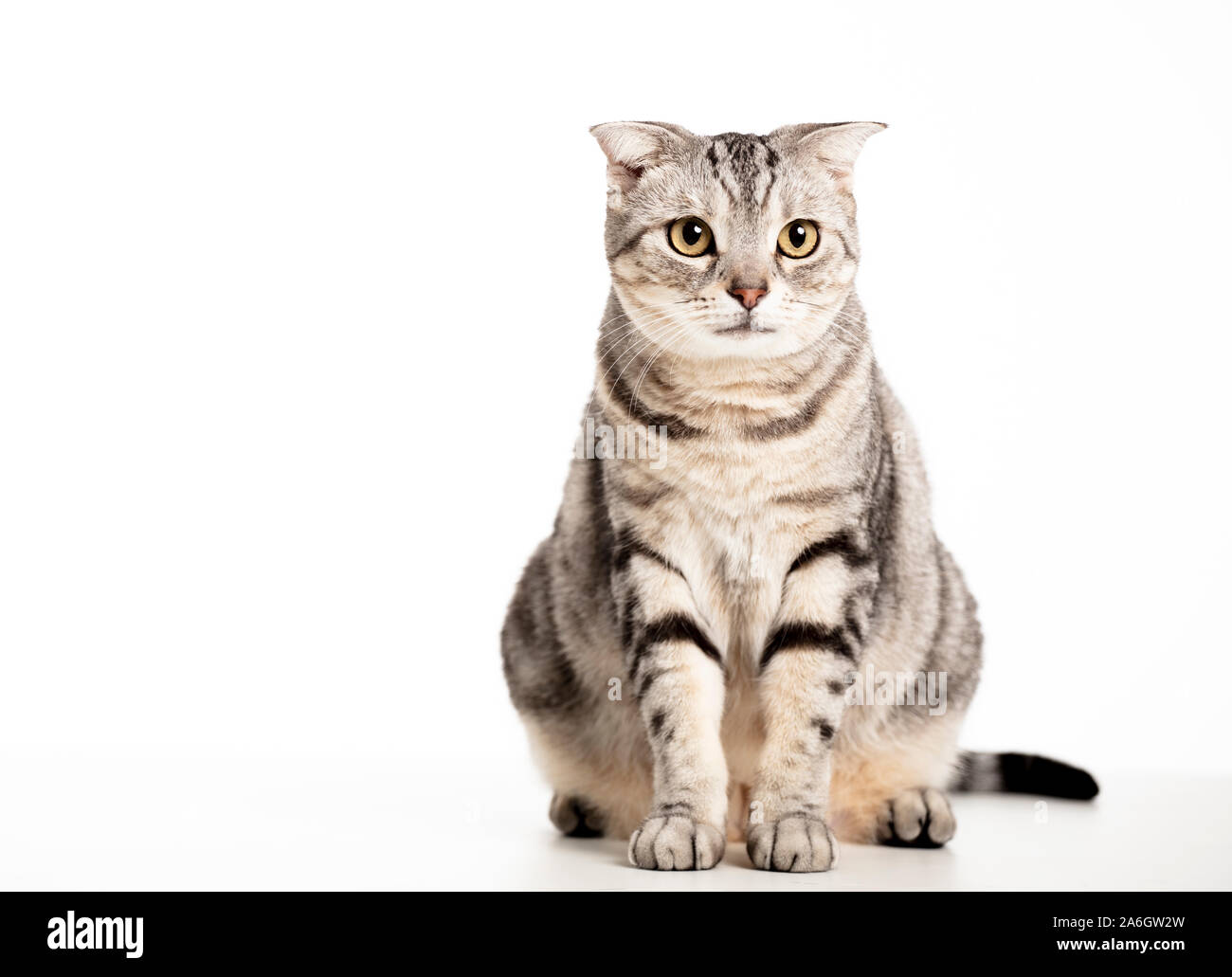 Wunderschöne Kurzhaar Katze isoliert Stockfoto