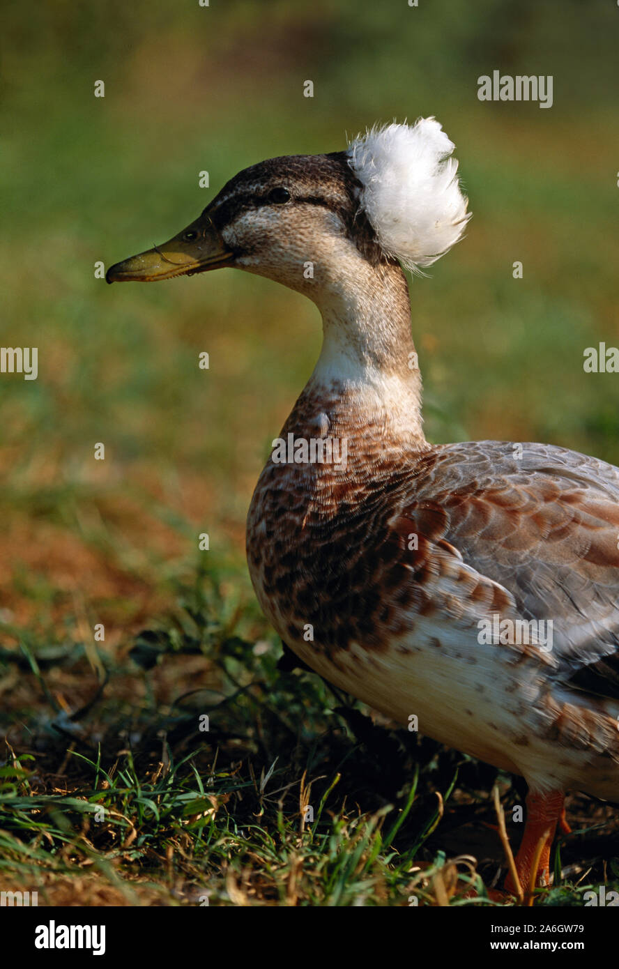 HAUBENENTE Hausrasse. Abgeleitet von angestammten Mallard, genetischer Freak. Variante. Selektiv über Generationen gezüchtet. Crest kann zu Schraffurproblemen führen. Stockfoto