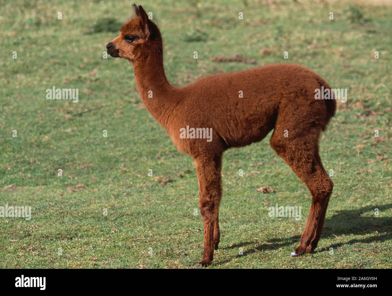ALPACA Kalb, jung. (Lama pacos). Domestizierte, wolltragende Kamelide. Südamerikanischer Herkunft, eingeführt Zuchttier UK. Stockfoto