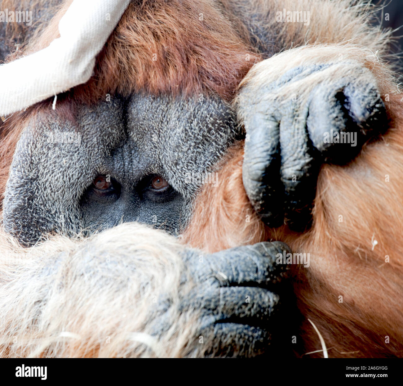 Bedrohten Orang-utan durch Rodungen für Palm Zucker vertriebenen Stockfoto