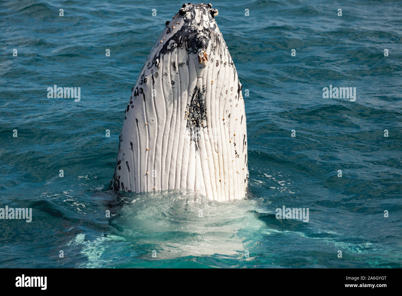 Buckelwale in Hervey Bay Australien Stockfoto