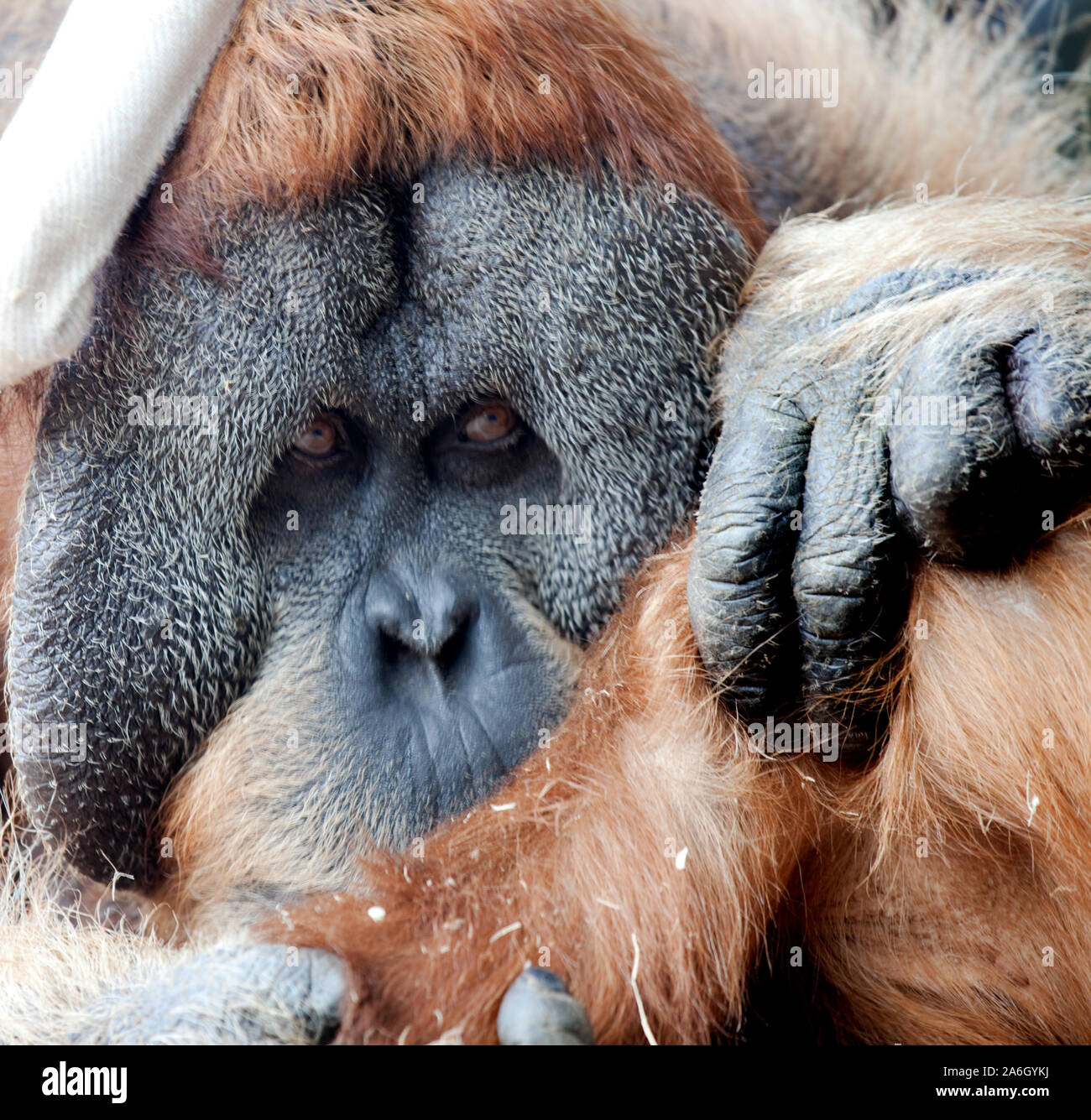 Bedrohten Orang-utan durch Rodungen für Palm Zucker vertriebenen Stockfoto