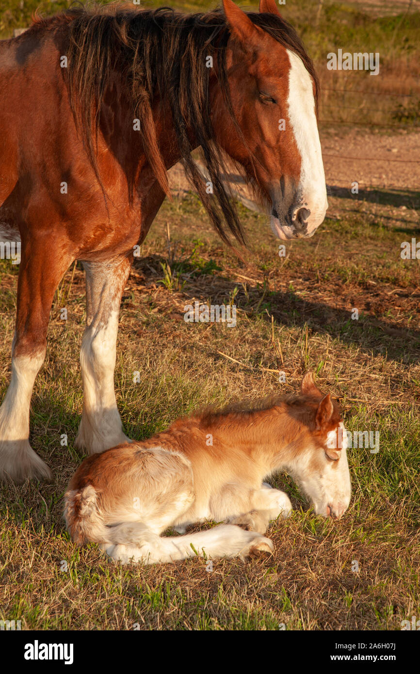 Wenige Tage alte neugeborene Fohlen clydesdale Horse Stockfoto