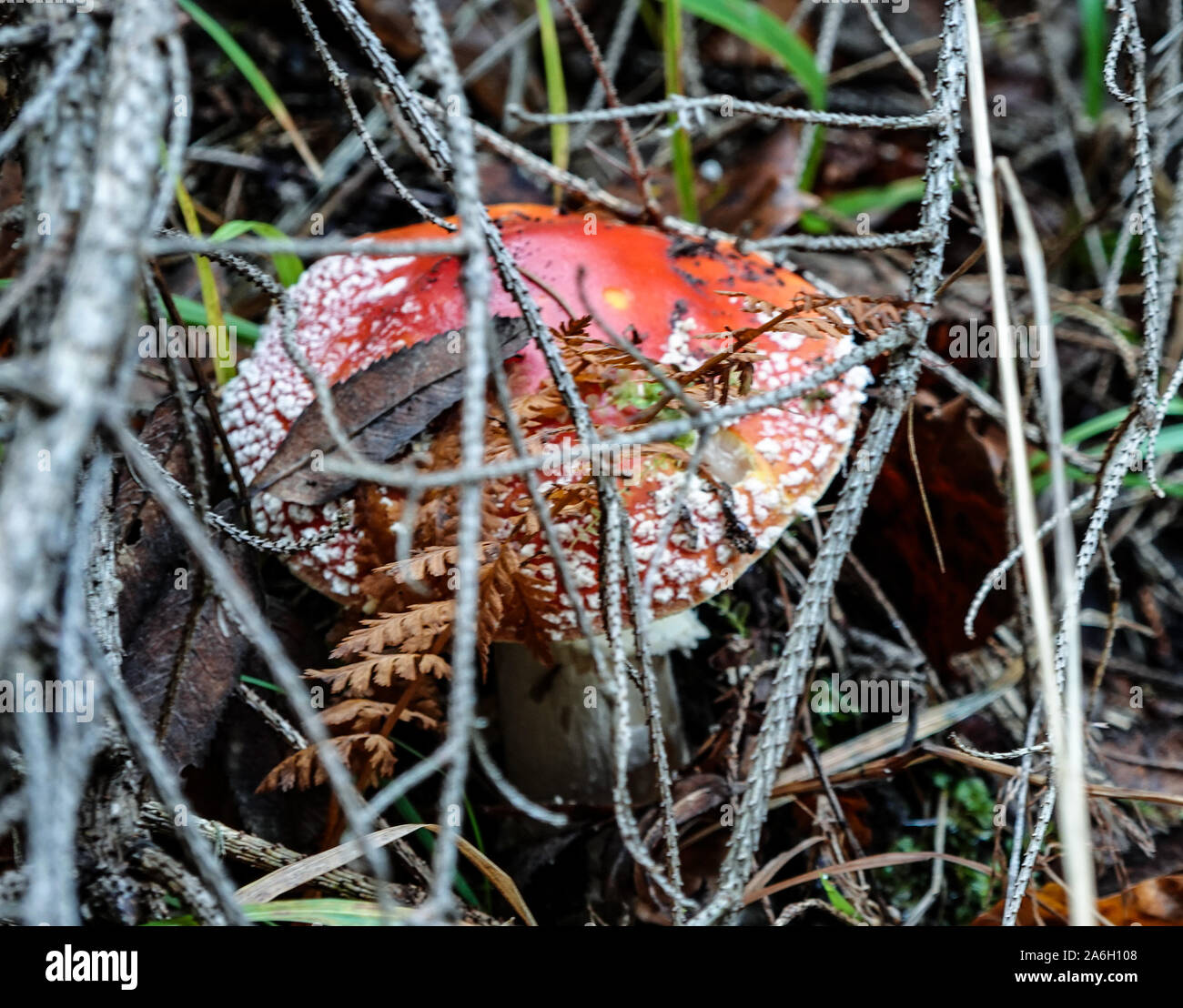 Amanita muscaria unter trockenen Zweige, Nadeln und Blätter im Wald Stockfoto