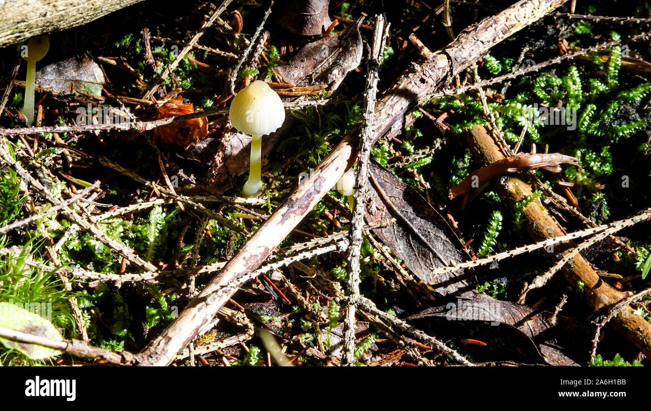 Nicht identifizierte Giftig Giftig transparent gefährliche Pilze im Wald. Zweige, Laub, Moos. Stockfoto