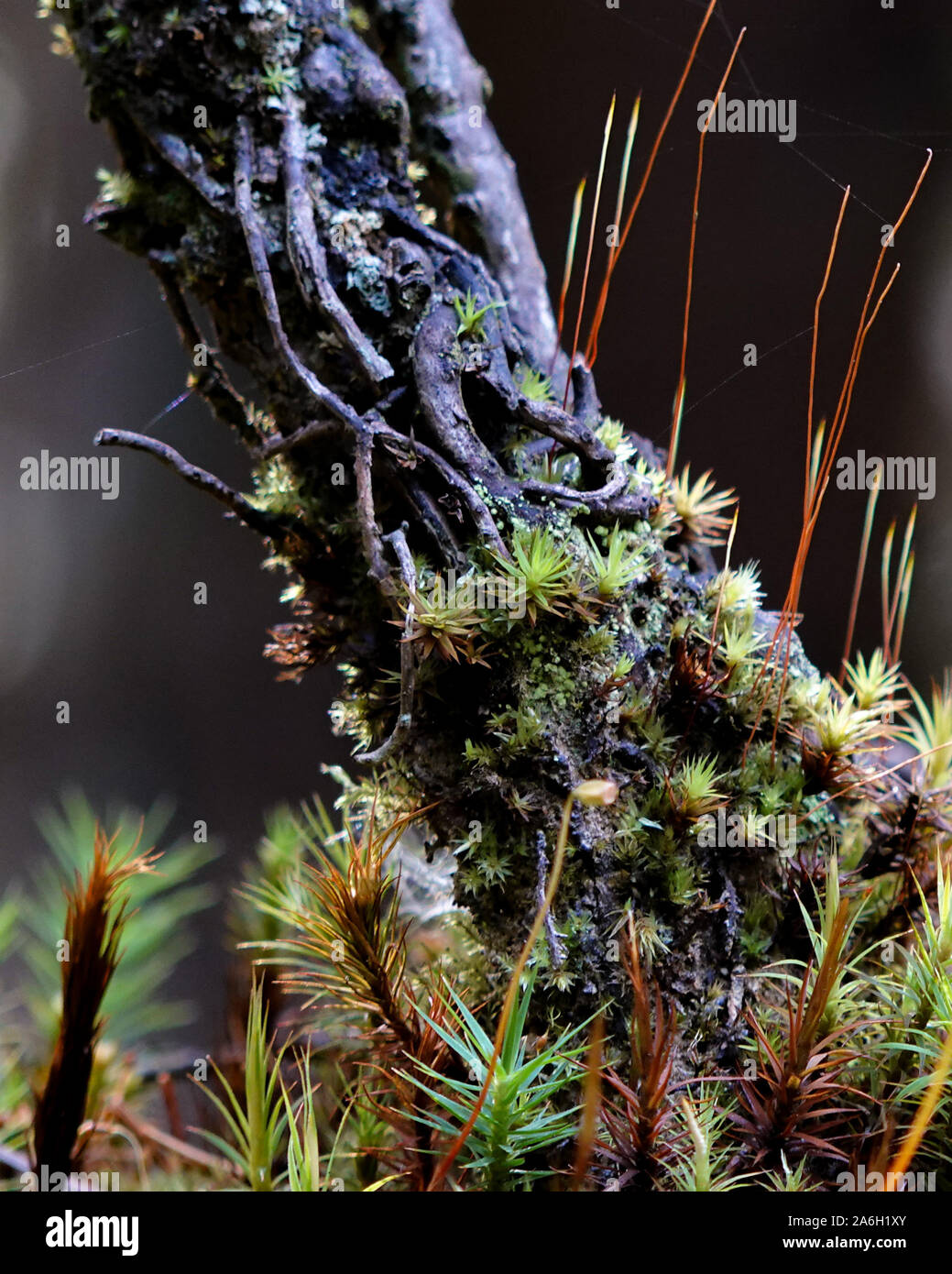 Makro des Waldbestandes. Die Sonnenstrahlen fallen auf die Pflanzen im Wald und ein magisches Märchen- Look. Beleuchtete Baumstamm mit kleinen Koniferen Stockfoto