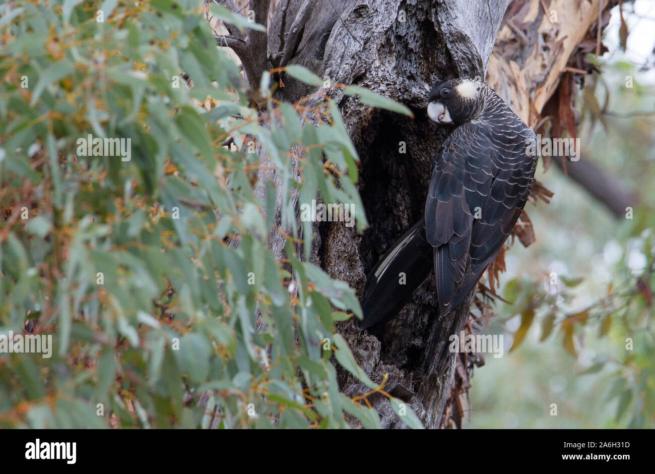 Carnaby's Black-Cockatoo (Calyptorhynchus latirostris), Western Australia Stockfoto