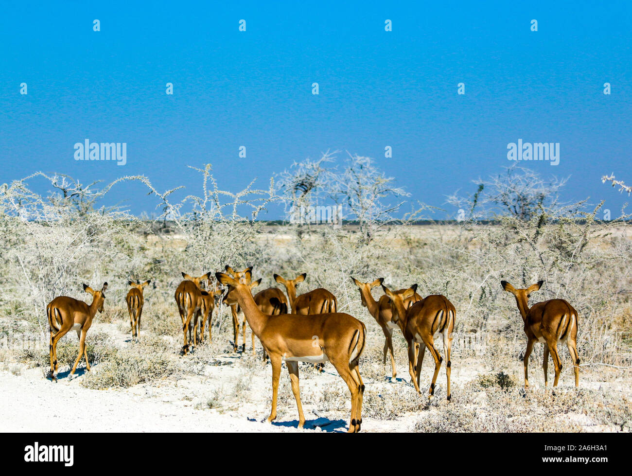 Springböcke im Etosha Nationalpark in Namibia Stockfoto