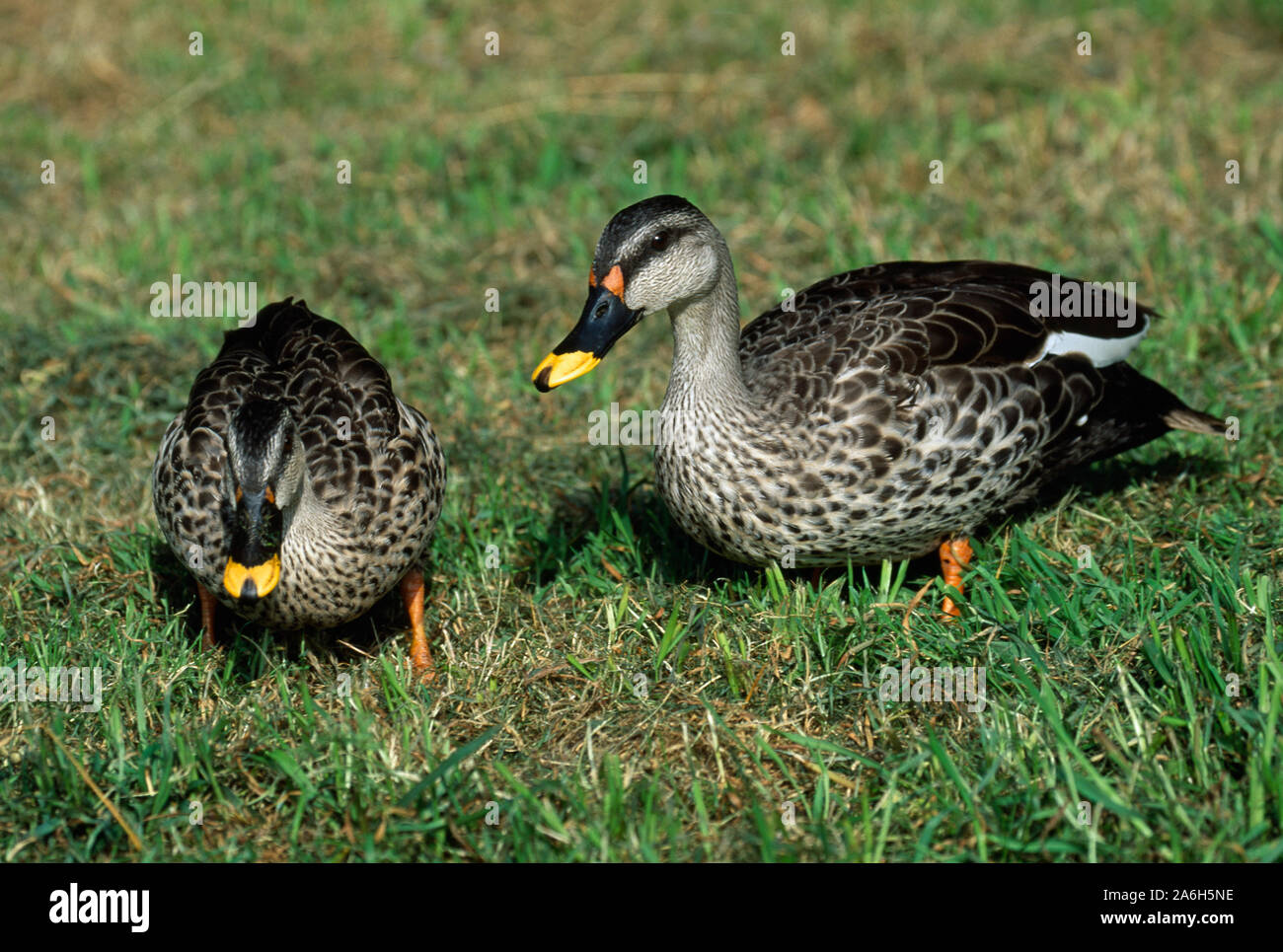 INDISCHES SPOTBILL ENTENPAAR (Anas platyrhynchos poecilorhyncha). Drake auf der rechten Seite. Futtersuche an Land. Stockfoto