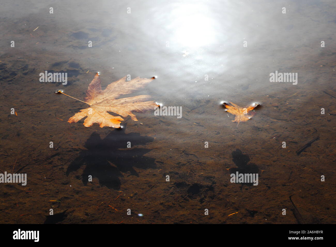 Zwei goldene Ahornblätter schweben noch Wasser mit dunklen Schatten und hellen Sonnenlicht auf dem Wasser widerspiegeln Stockfoto