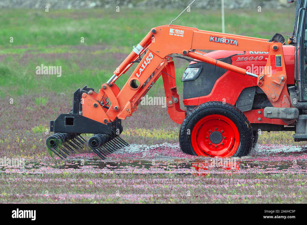 Cranberry Erntemaschine, Pitt Meadows, B.C., Kanada Stockfoto