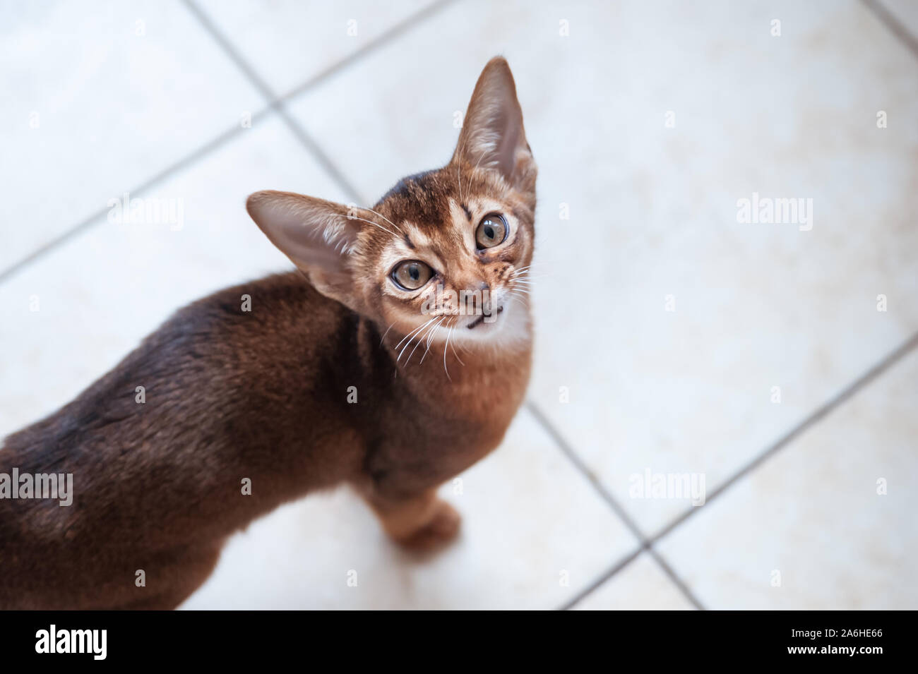 Schöne Abessinier kitten sucht, will spielen oder essen, Platz für Text Stockfoto