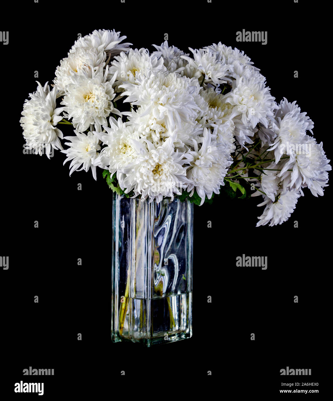 Chrysanthemen sind immer noch eine der beliebtesten Geschenke zum Muttertag. Durch einen glücklichen Zufall, ihre langen, fast unaussprechlichen Namen endet in um 'm' und Th Stockfoto