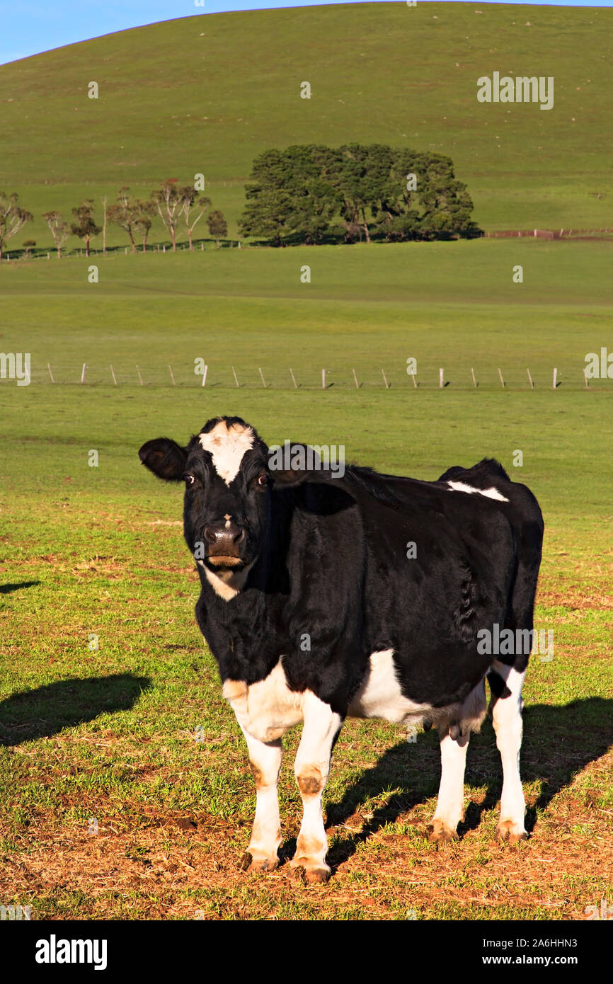 Ballarat/Milchkühe weiden auf Bauernhof in der Nähe von Ballarat Victoria Australien. Stockfoto