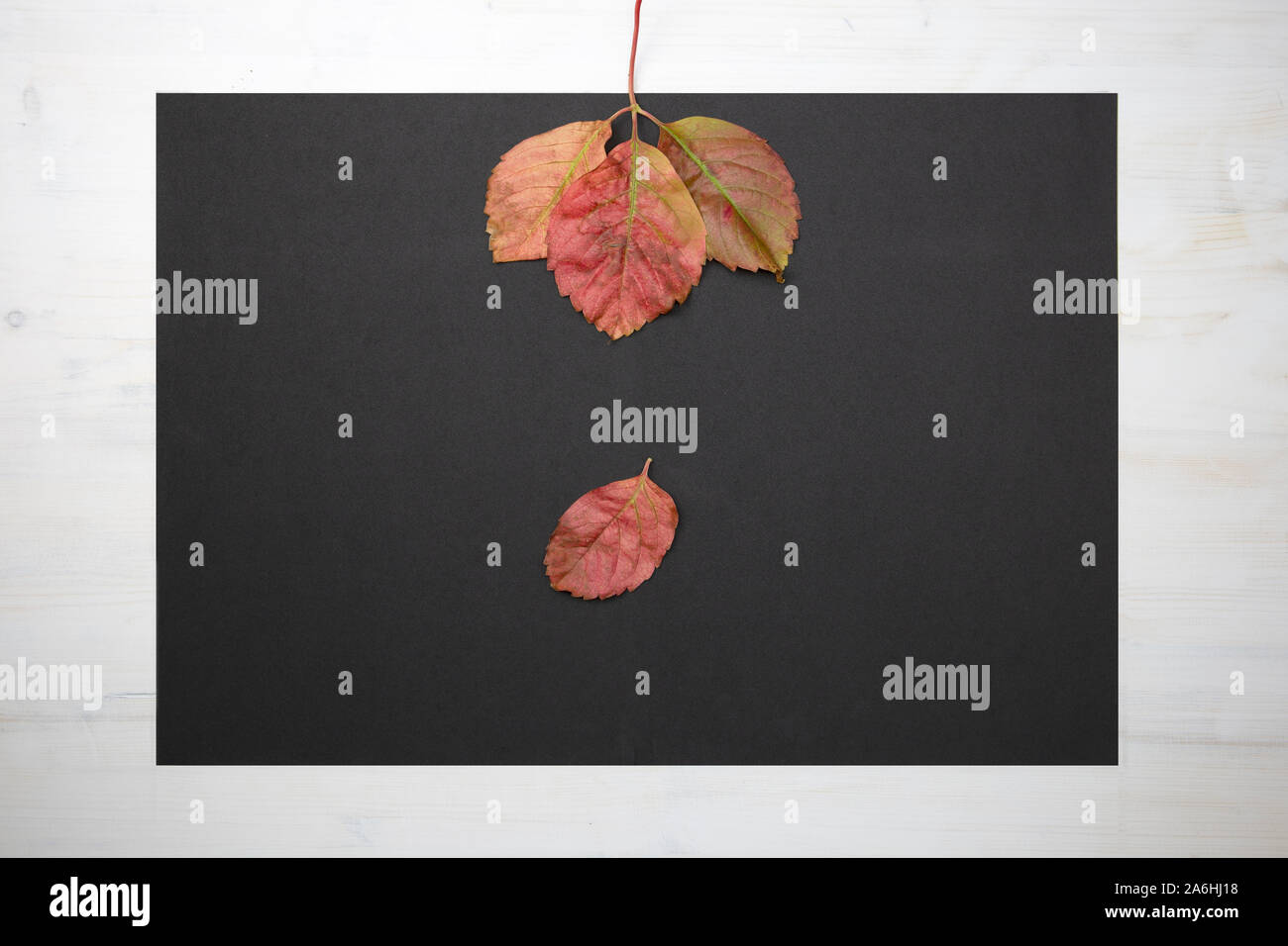 Herbst flach kopieren Raum: Blick von oben auf einen gefallenen Virginia Creeper (parthenocissus Subtomentosa) lassen auf schwarze Kopie Raum in Holz- Hintergrund Stockfoto