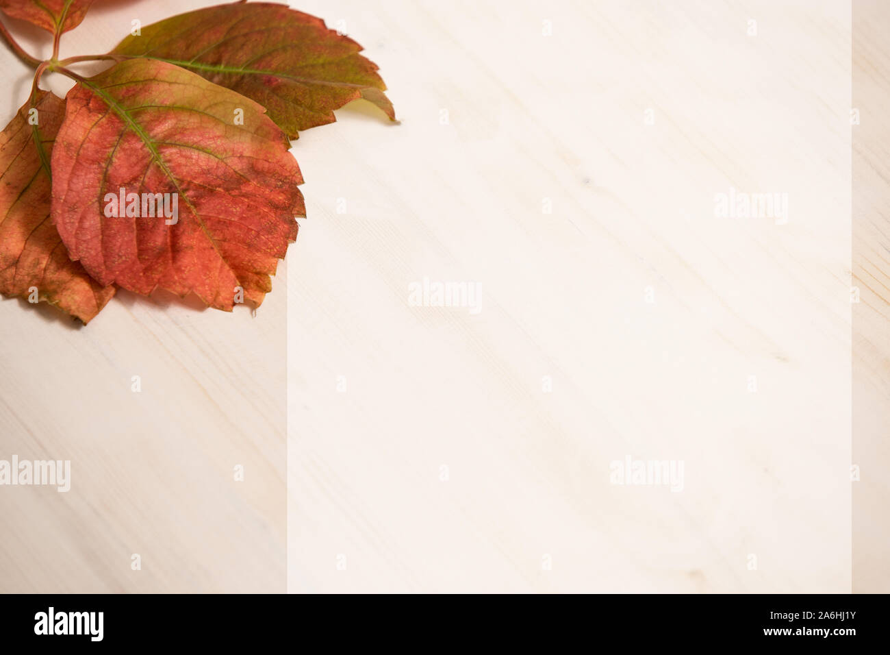 Winkel, Ansicht von Red Virginia Creeper (parthenocissus Subtomentosa) Blätter in den Farben rot und orange auf weißem Hintergrund und weißem Holz Platz kopieren Stockfoto