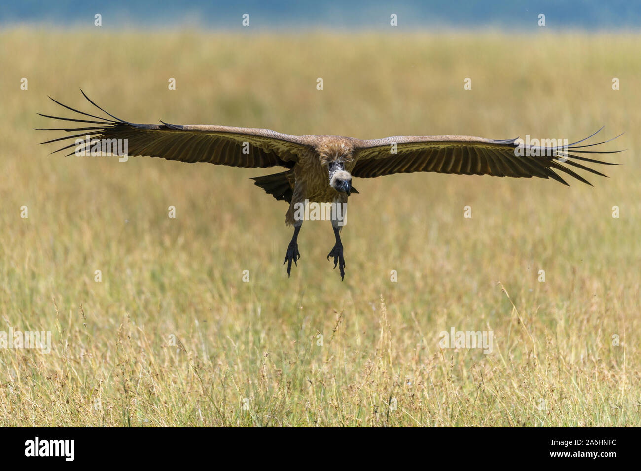 Weiß gesichert Geier, Tylose in Africanus, im Flug, Masai Mara National Reserve, Kenia, Afrika Stockfoto