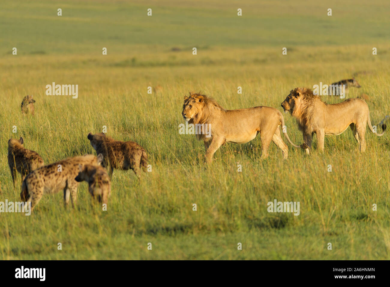 Afrikanischer Löwe Panthera leo, männlich und Tüpfelhyäne Crocuta crocuta,, in der Savanne, Masai Mara National Reserve, Kenia, Afrika Stockfoto